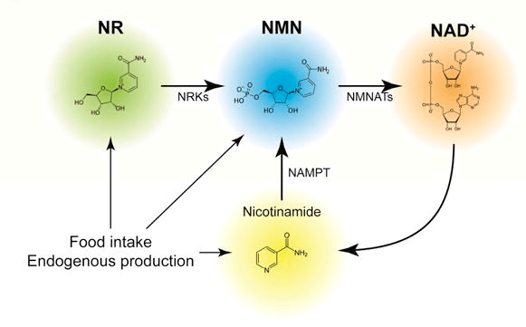 NR, NMN, NAD+ anti-aging