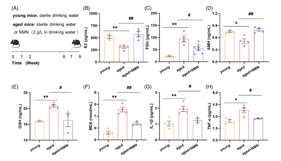 NMN restored many indicators of aging to youthful levels in older mice