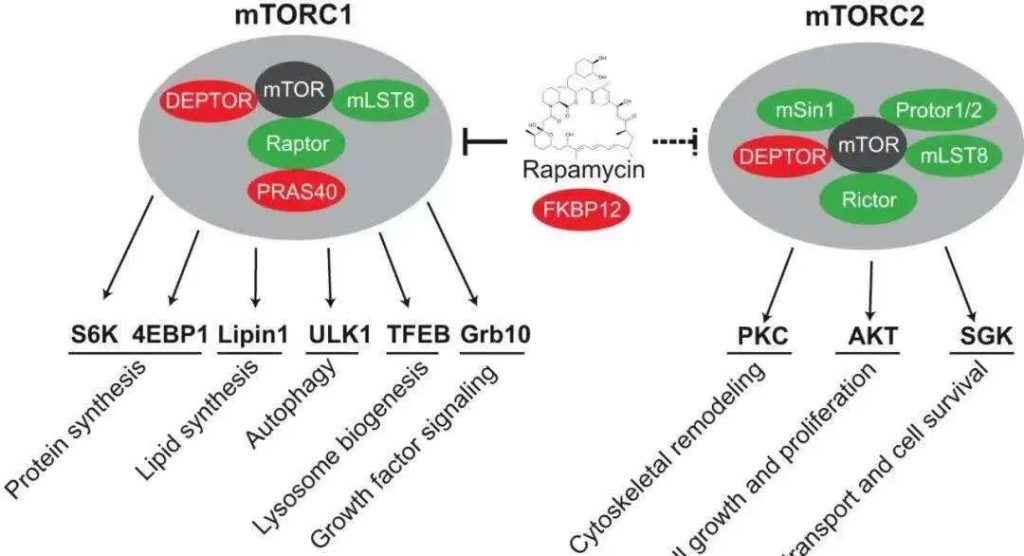 mTOR pathway