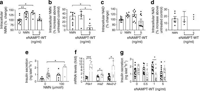 NMN improves insulin secretion