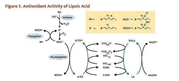 Lipoic acid antioxidant activity