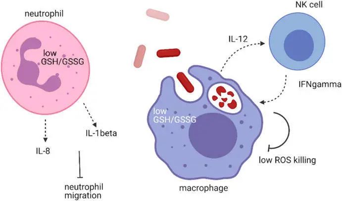 The mechanism of glutathione in bacteria