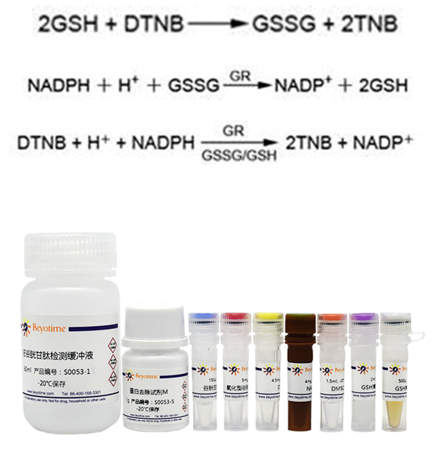 Oxidative stress | GSH (reduced glutathione) and GSSG (oxidized glutathione) detection