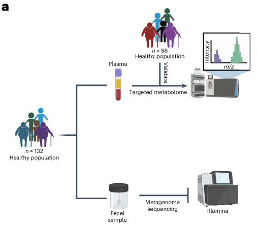 Fudan University found that this metabolite of gut flora can accelerate aging