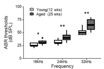 Compared to young mice (white), older mice (gray) require higher sound intensity to stimulate electrical activity at multiple frequencies in the brain (ABR threshold), which indicates hearing loss.