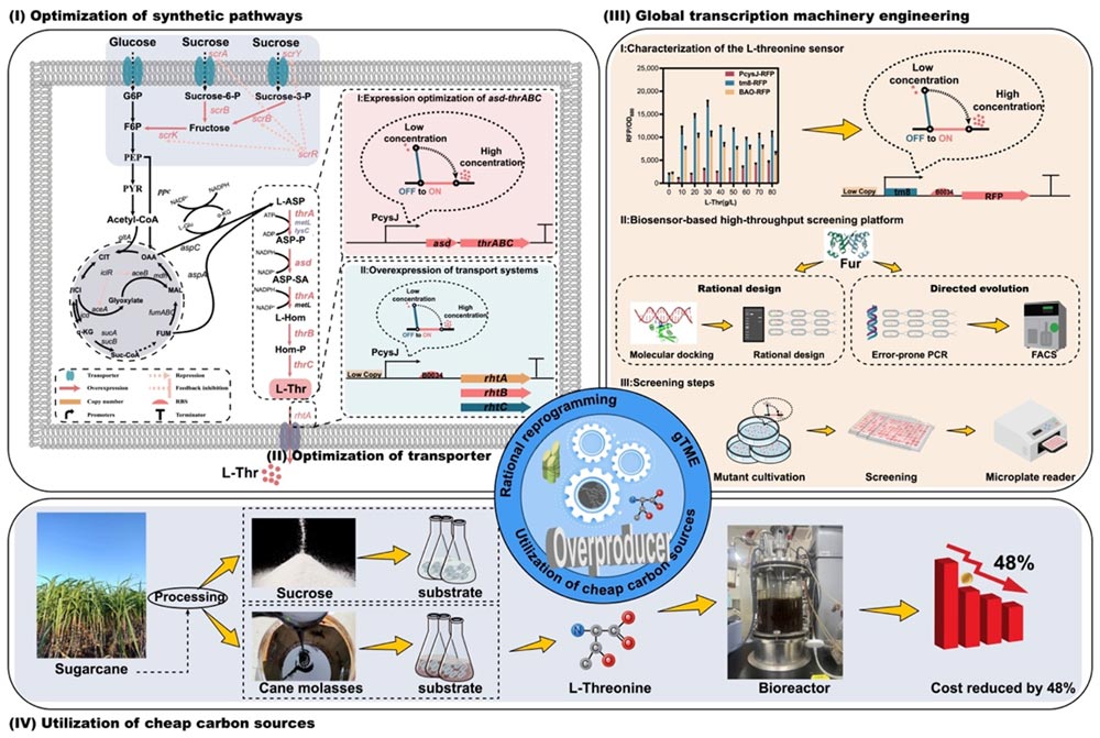 Schematic diagram of L-threonine biosynthesis pathway using inferior biomass sugarcane molasses as carbon source