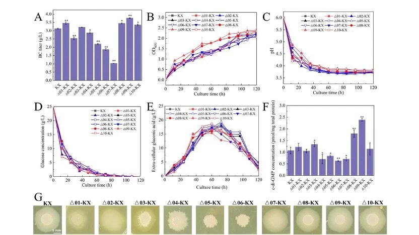 Effects of GGDEF-EAL tandem domain protein on strain phenotype and fermentation performance