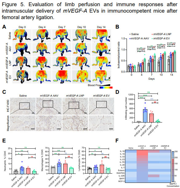 Evaluation of mVEGF-A EV intramuscular delivery in mice after femoral artery ligation: mVEGF-A AAV, mVEGF-A LNP, and mVEGF-A EV mRNA all contribute to limb ischemic revascularization compared with normal solution control group (right femoral artery ligation). However, the revascularization of mVEGF-A EV mRNA was faster, possibly due to the lower immunogenicity shown in the C-F diagram. therapy