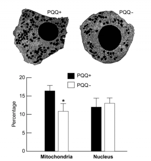 Figure 1 PQQ diet status affects mitochondrial content of mice