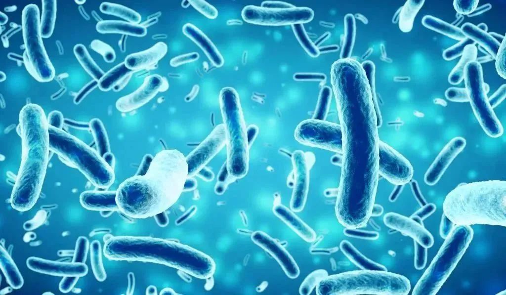 Fudan University found that this metabolite of gut flora can accelerate aging