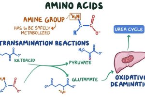 AMINO ACIDS