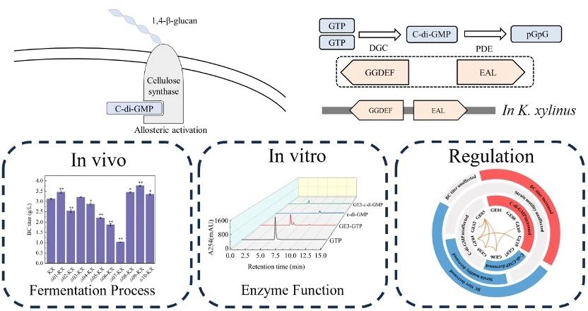 Tandem GGDEF-EAL domain proteins promote bacterial cellulose synthesis through multiplex regulation of c-di-GMP