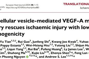 Extracellular vesicle-mediated VEGF-A mRNA delivery rescues ischaemic injury with low immunogenicity