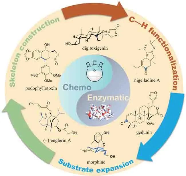 Chemoenzymatic synthesis of natural products: evolution of methods and strategies [J]. Chinese Journal of Synthetic Biology, 2024, 5(5): 913-940. (in Chinese)