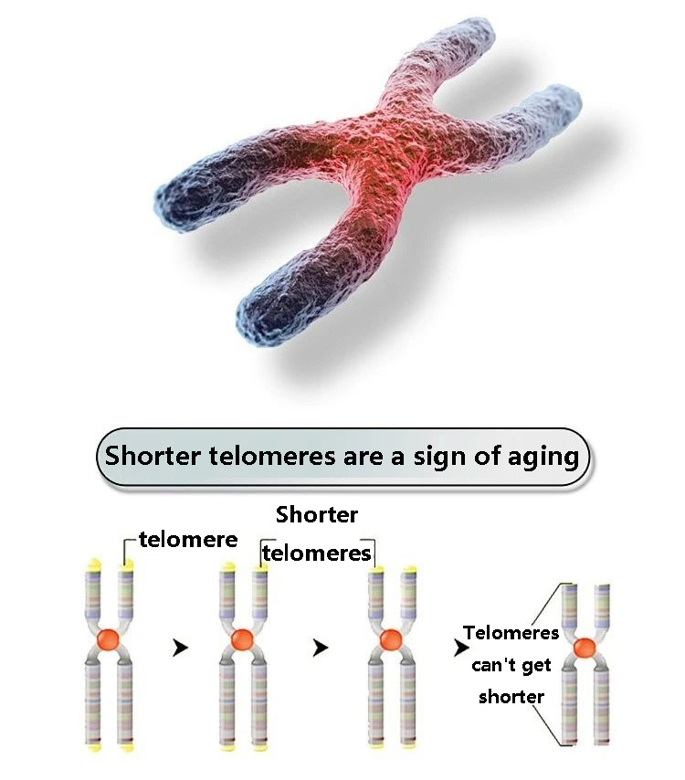 Shorter telomeres are a sign of aging