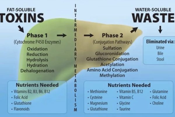 Glutathione that can save liver damage