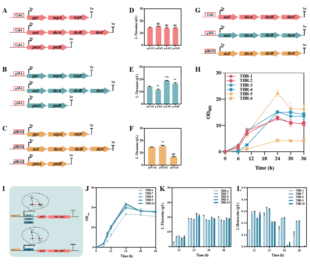 Optimization of L-threonine biosynthesis pathway