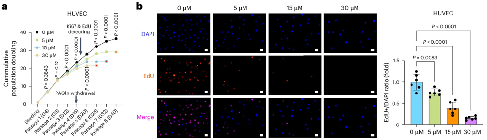 Fudan University found that this metabolite of gut flora can accelerate aging