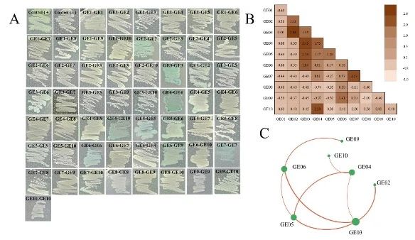 GGDEF-EAL The ability of tandem domain proteins to interact