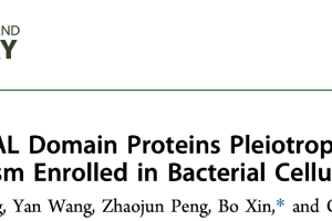 Tandem GGDEF-EAL Domain Proteins Pleiotropically Modulatec-di-GMP Metabolism Enrolled in Bacterial Cellulose Biosynthesis