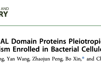 Tandem GGDEF-EAL Domain Proteins Pleiotropically Modulatec-di-GMP Metabolism Enrolled in Bacterial Cellulose Biosynthesis