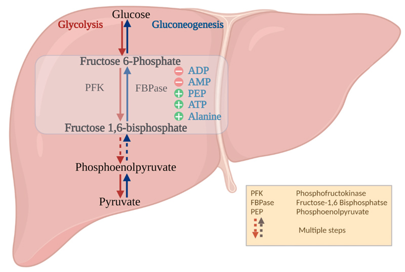 necessity of protein reduction from liver metabolic characteristics