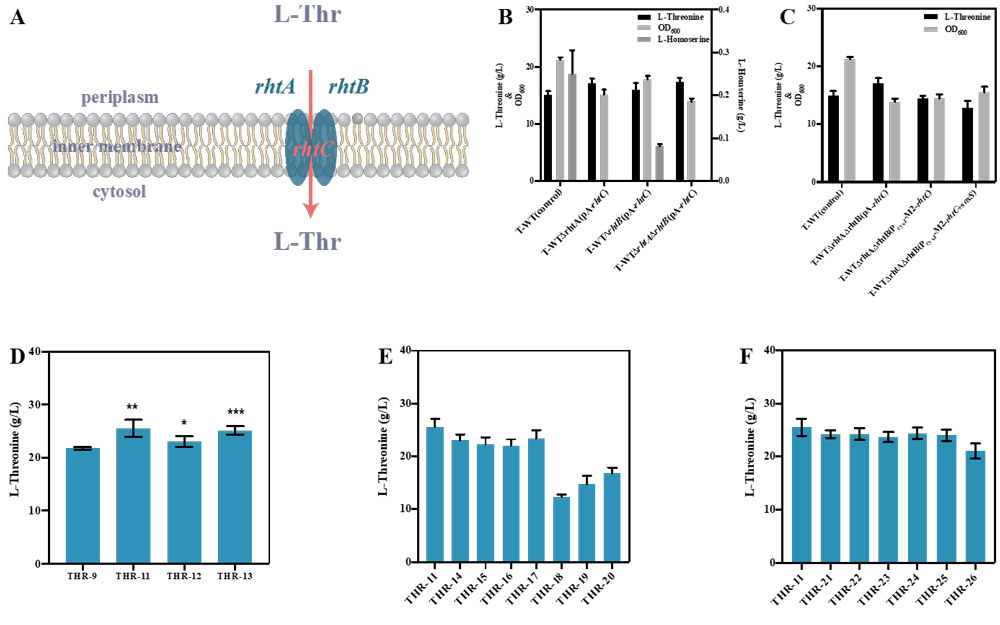 Optimization of L-threonine extracellular transport system