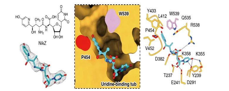 Whole cell and enzymatic synthesis of innovative pathways