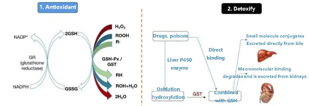 Can save liver damage glutathione, can anti-aging whitening really?