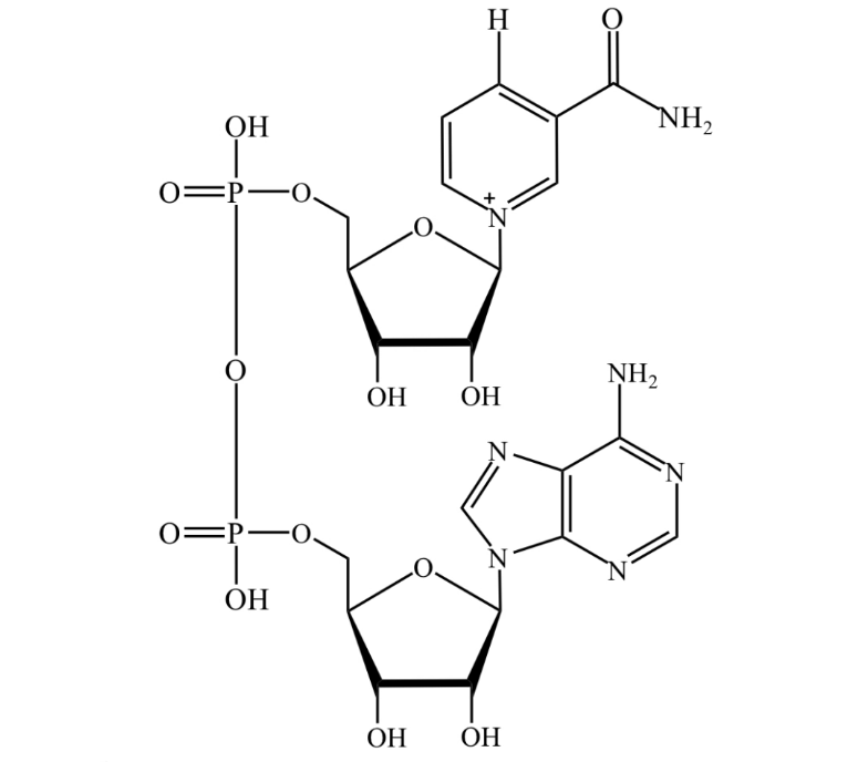 Uncover magic code of NAD+ needle anti-aging road