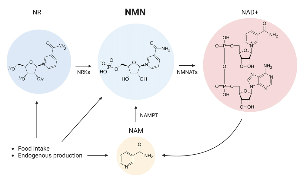 What is NMN?