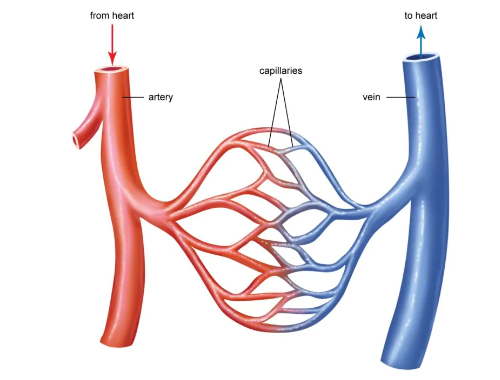 Blood vessels. Arteries from the heart to the capillaries contain oxidized (red) blood, and veins carry deoxidized (blue) blood to the heart.