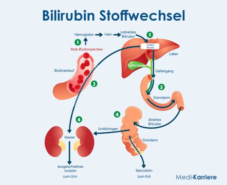 Bilirubin: Significance and measurement