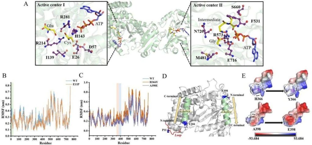 Fig. 2: Molecular docking analysis of GshF and MD simulation