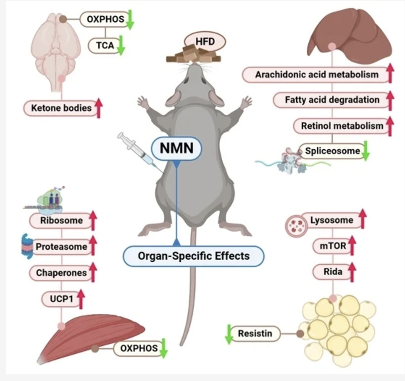 Effects of NMN on high-fat diet mice