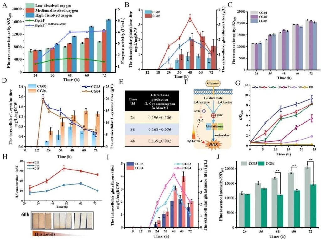 Fig. 3: L-cysteine-induced hydrogen sulfide and glutathione affecting redox homeostasis