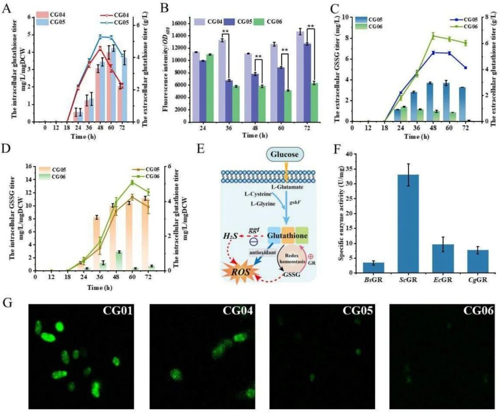 Fig. 4: Effects of hydrogen sulfide and GSSG on ROS levels