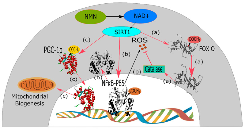 Relationship between anti-aging mechanism of NMN and hyperlipidemia