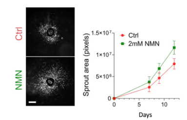 NMN restored blood vessel formation.