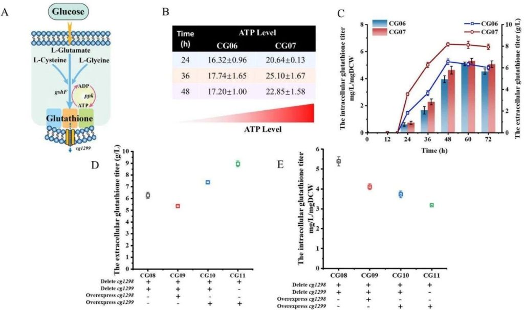 Fig. 5: The energy metabolism and transport system enhancing the antioxidant capacity of C. glutamicum