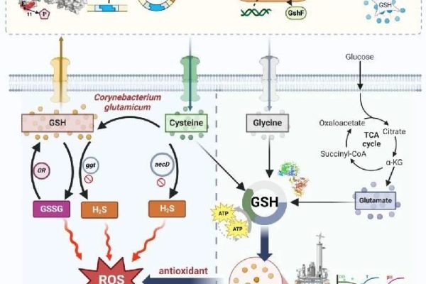 Maintaining redox homeostasis to regulate efficient glutathione metabolism in Corynebacterium glutamicum