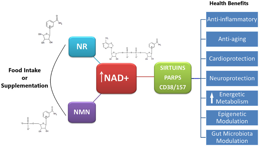 Food Intake or Supplementation NMN