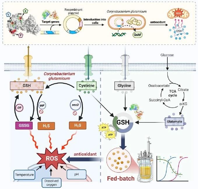 Maintaining redox homeostasis to regulate efficient glutathione metabolism in Corynebacterium glutamicum