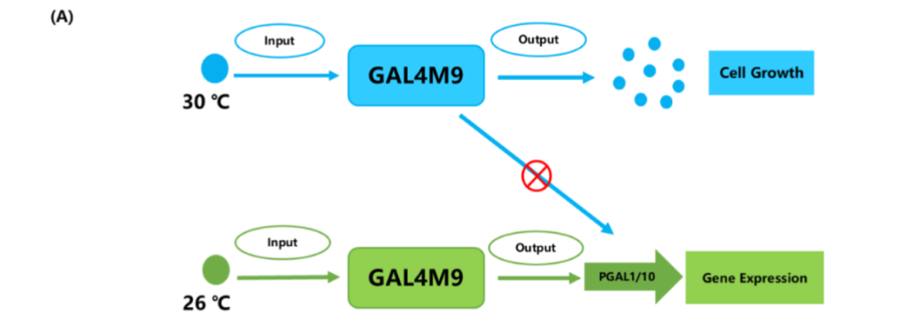 FIG. | Promoting cell growth at 30℃ and activating gene transcription at 26℃ by regulating the GAL promoter