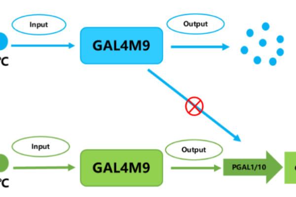 By regulating the GAL promoter, cell growth was promoted at 30℃ and gene transcription was activated at 26℃