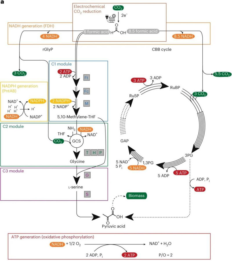 Comparison of reducing glycine pathway and Calvin cycle