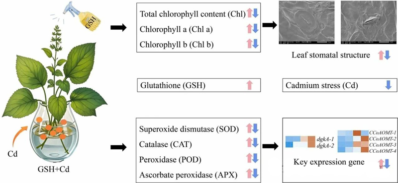 How does glutathione build cadmium protection wall for patchouli