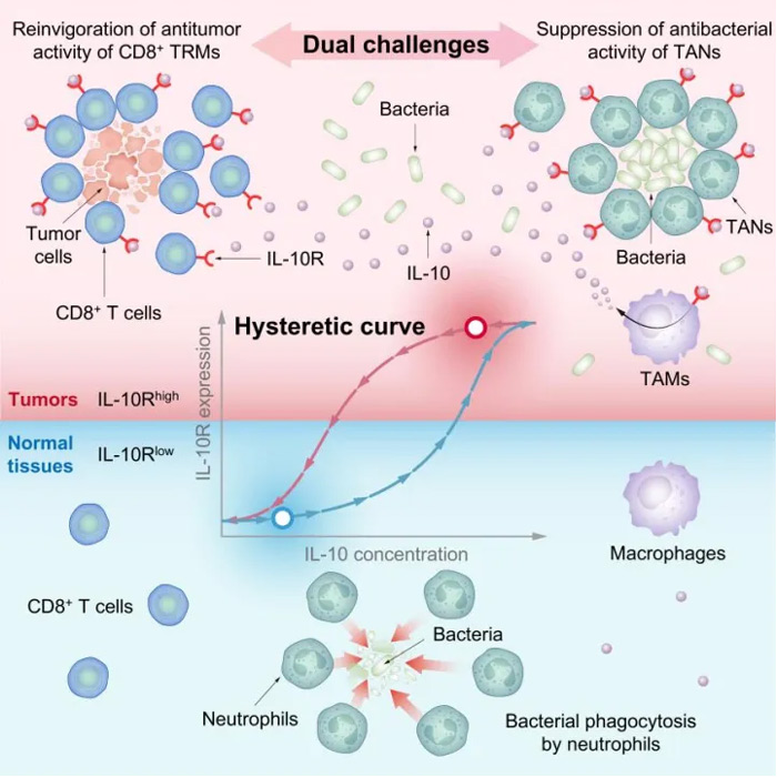 Figure 1: IL-10R hysteresis results in the high expression of IL-10R in immune cells in the tumor microenvironment, which is utilized by bacteria to avoid rapid clearance by neutrophils and activate CD8+ T cells, which reside in tumor tissue, to efficiently kill cancer cells.