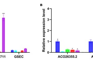 Validation of lncRNAs expression in vitro cell experiments