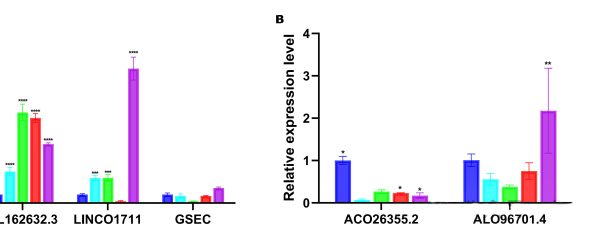 Validation of lncRNAs expression in vitro cell experiments